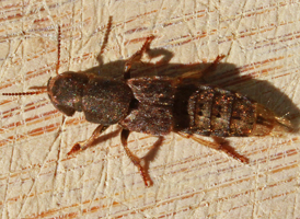 Platydracus maculosus